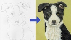  -  Draw a Border Collie Puppy using Pastel Pencils 