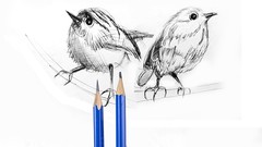  -  Drawing & Sketching of Birds 