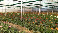  -  Gerbera Cultivation 